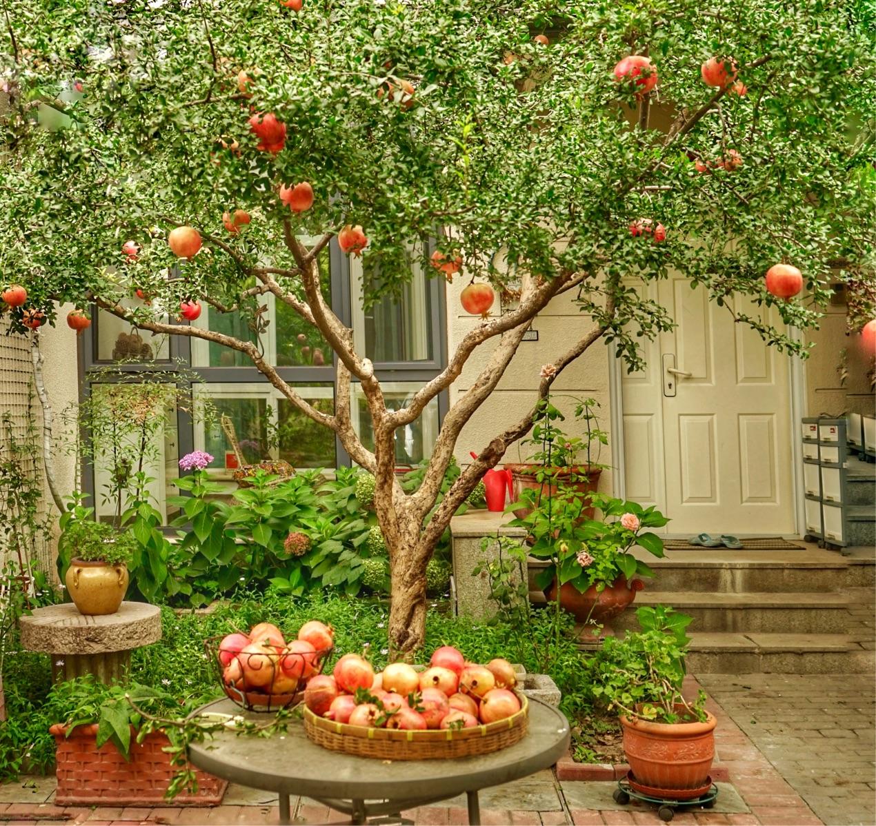 有院子可栽7种树,小投入大回报,越养越划算)