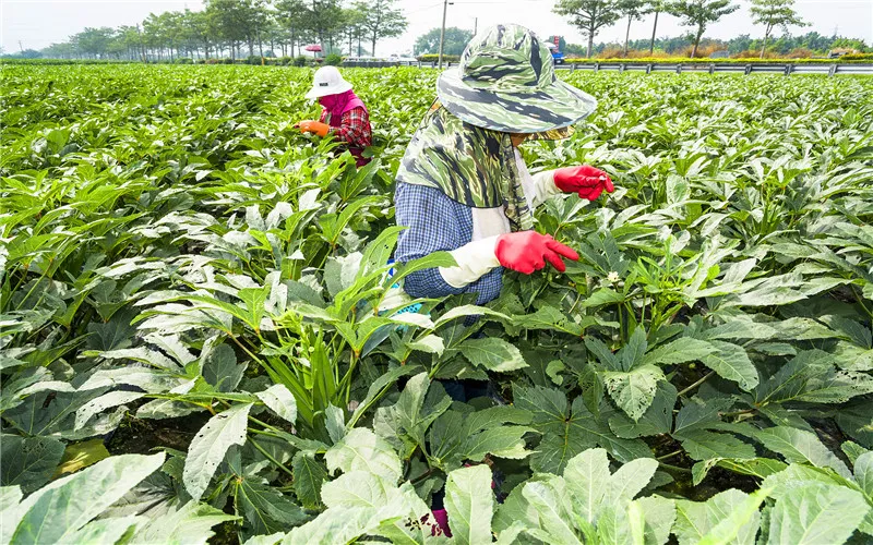 今年农村的春季种植，种什么经济效益好，市场不愁销呢？