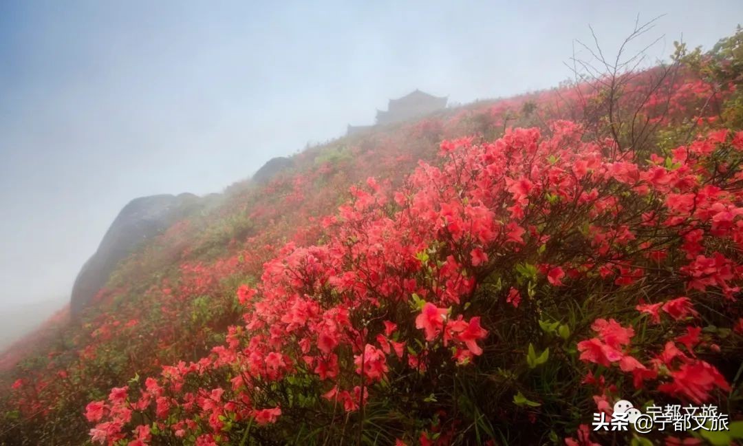 最美宁都四月天,岭上开满映山红