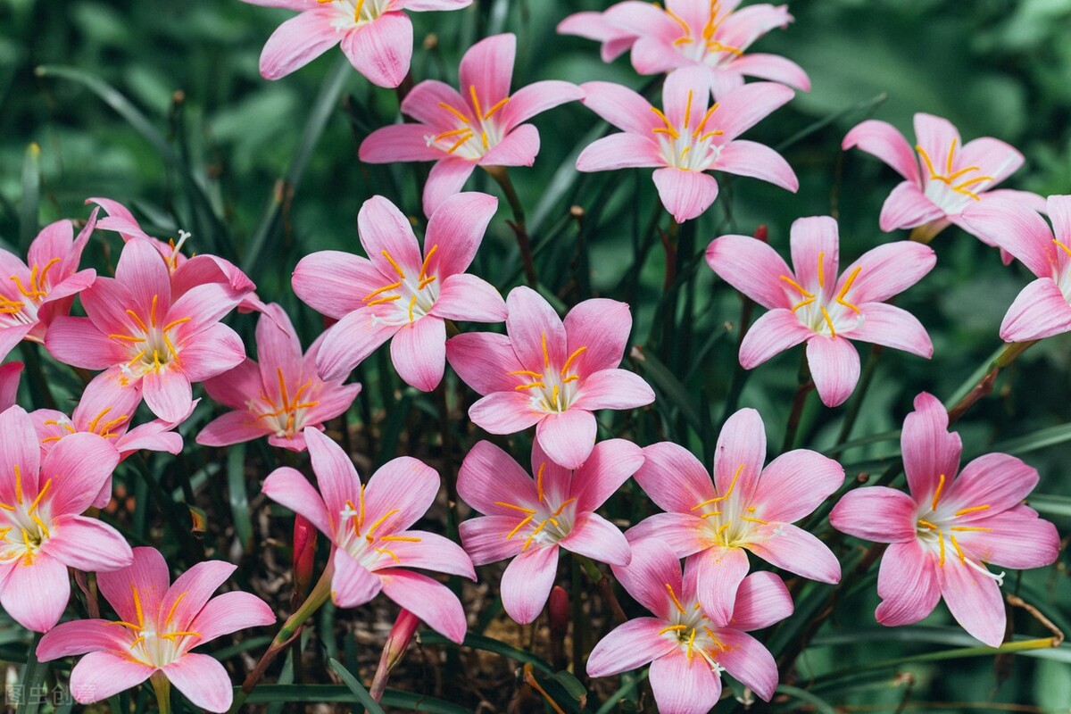 飞花令“兰”的诗句全集1000首古诗词句学生必背