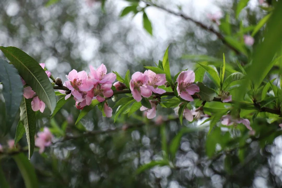 春日花序 | 惊蛰花开渐繁盛，雨过雀鸣万物生