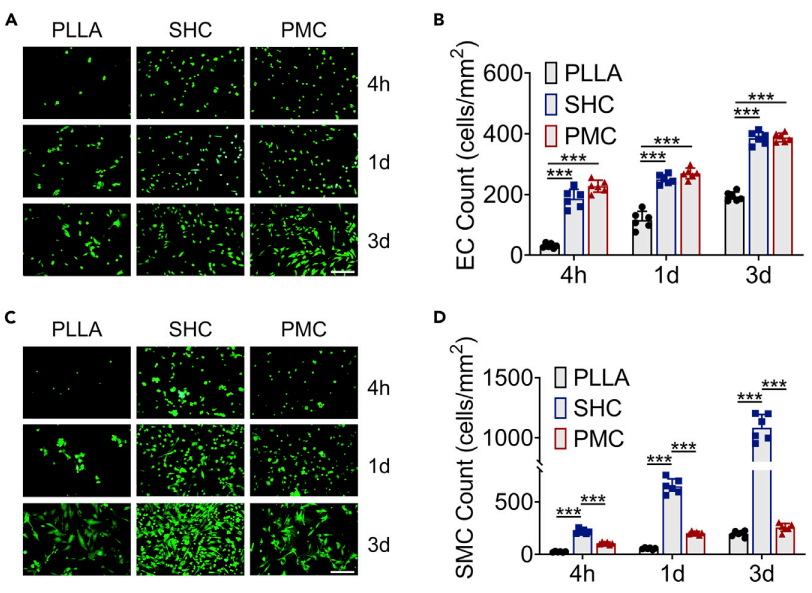 四川大学团队制备出血小板膜涂层植入器械，可避免免疫系统攻击