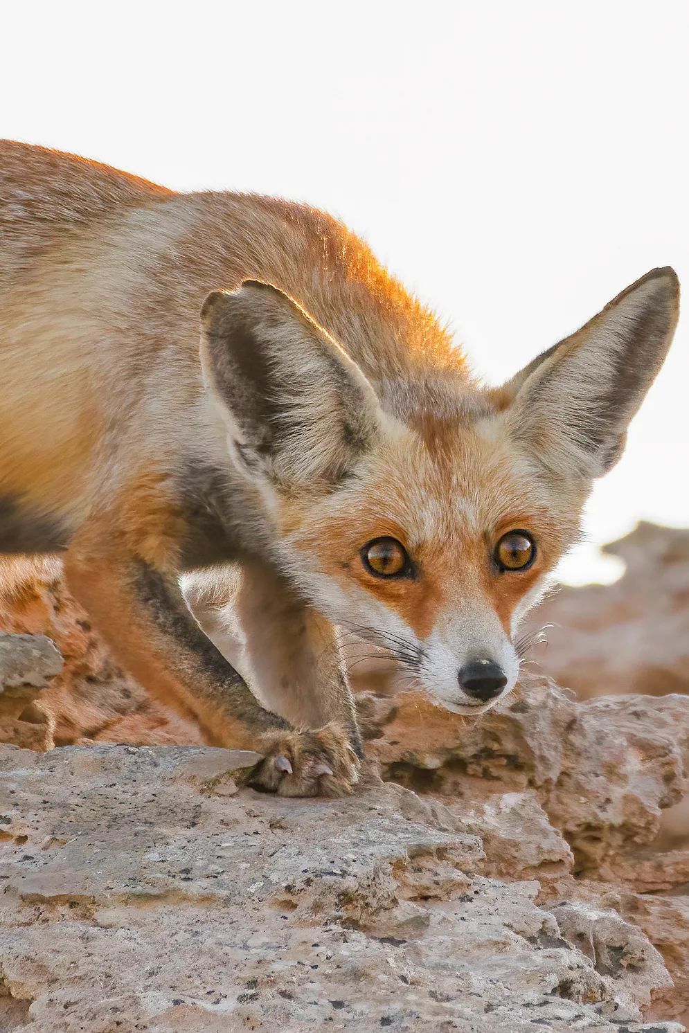 2022年足球世界杯在哪（都世界杯了，还不知道卡塔尔？）