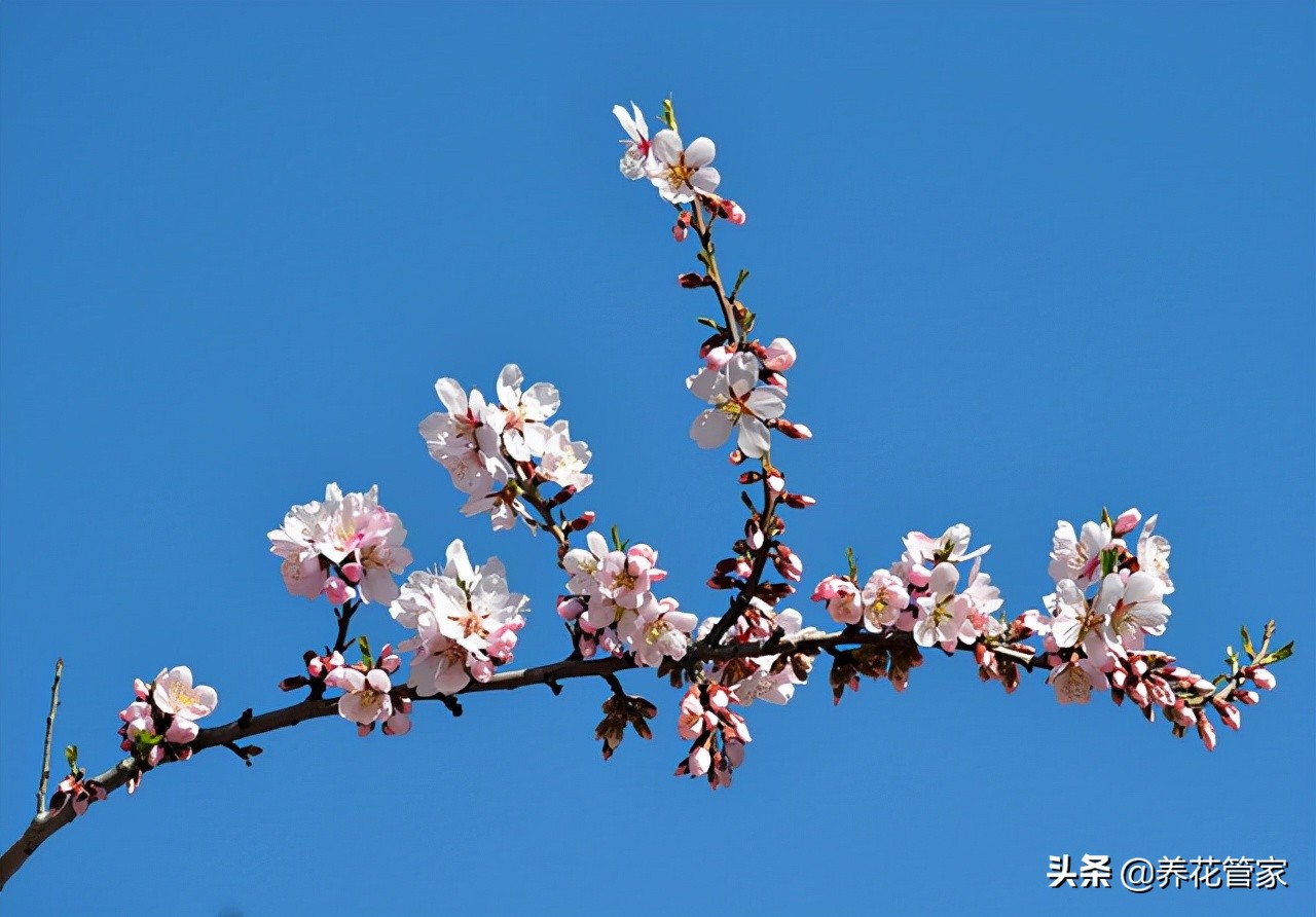 杏花落指的是什么（对杏花的简介与样貌介绍）