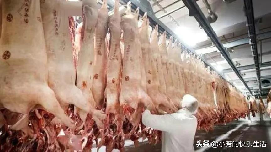 收养孤儿,收养孤儿需要什么条件和手续
