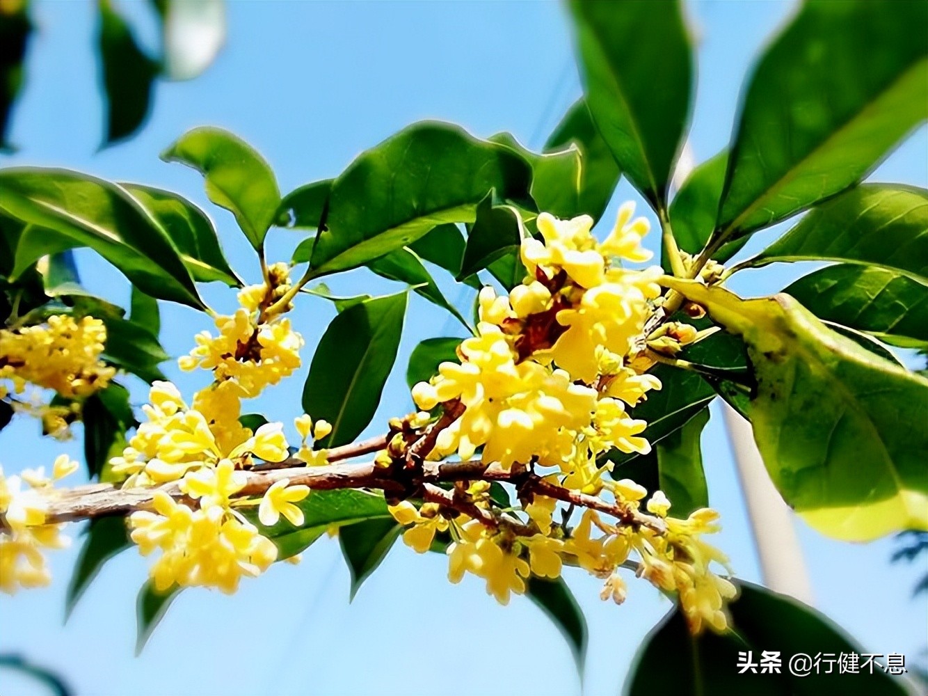 荷花十里桂三秋：十二首著名诗词，领略杭州的诗意之美