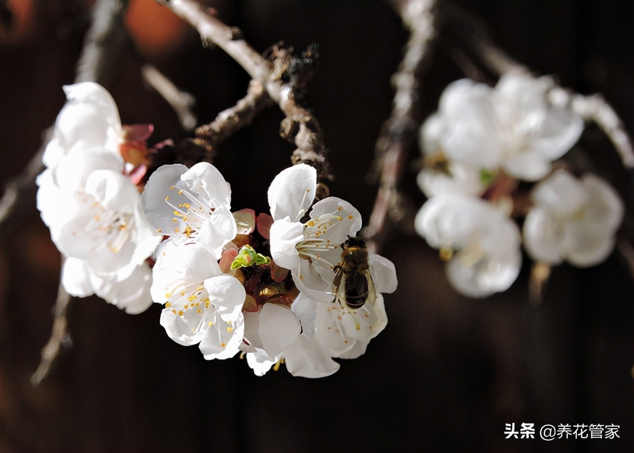 杏花落指的是什么（对杏花的简介与样貌介绍）