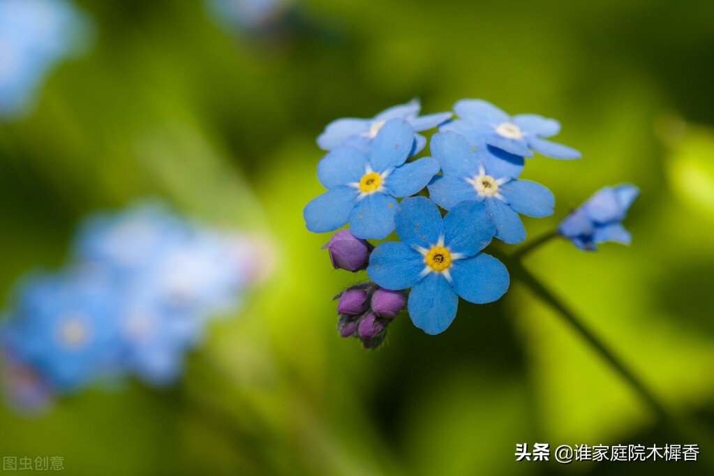 元稹的五首离思，情真意切，对妻子的无限思念，尽在其中