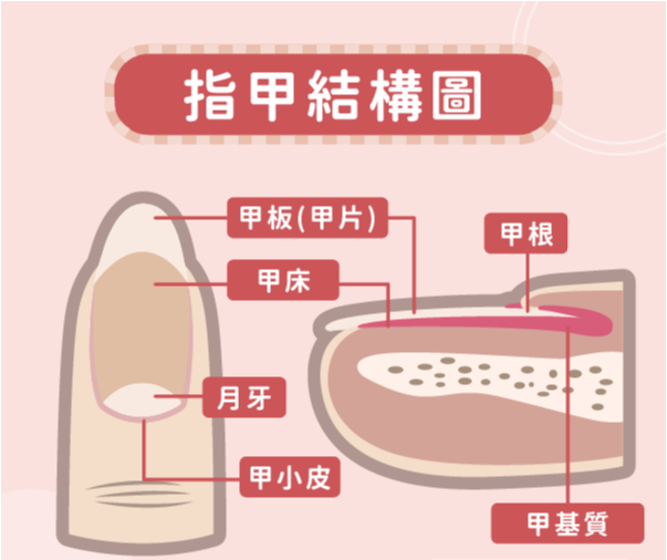 甲上皮与指甲分离(指甲有斑、竖纹、变色预示什么疾病？除了看“月牙”还知道哪些？)