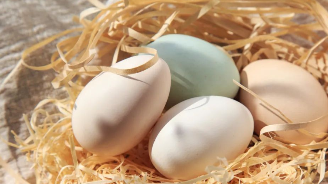 雞蛋、鴨蛋、鵝蛋、鵪鶉蛋，誰的營養價值更高？ 該怎麼選擇