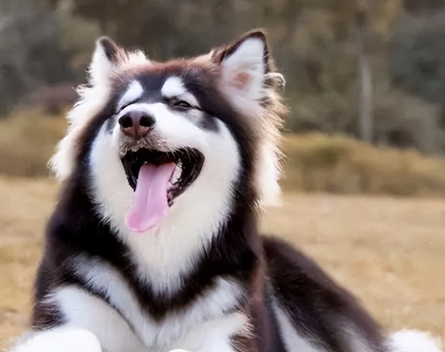 阿拉斯加犬和哈士奇，有啥区别？区别大了