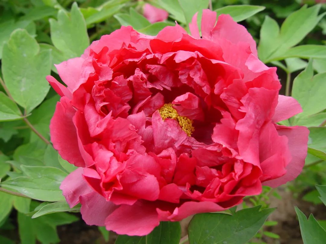 洛阳最全牡丹品种介绍,送给正在赏牡丹的你