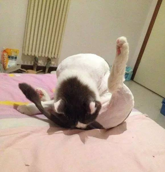 猫咪总是"舔菊花"是什么原因?宠主要重视起来