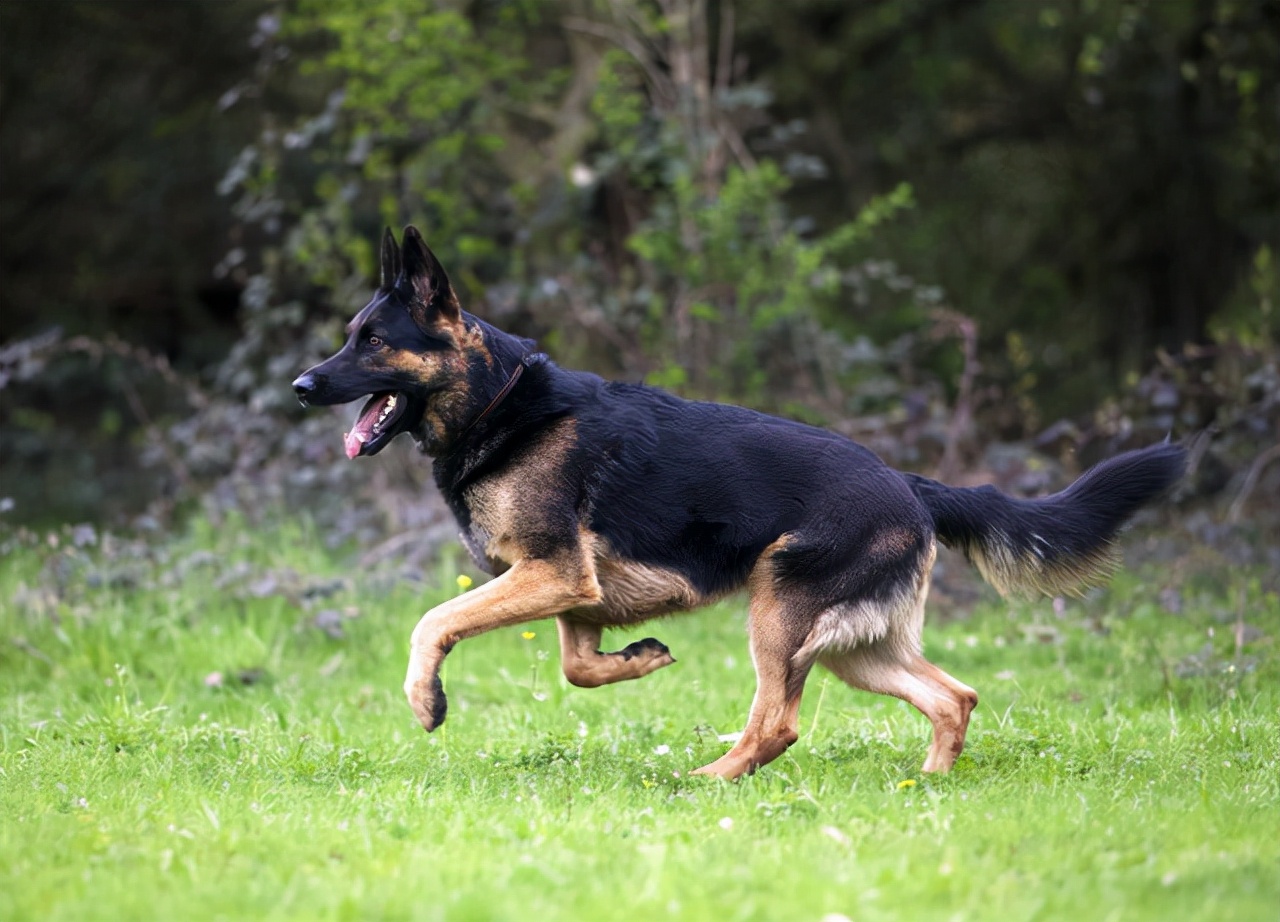 德国牧羊犬(别质疑德国牧羊犬它的好坏一目了然)