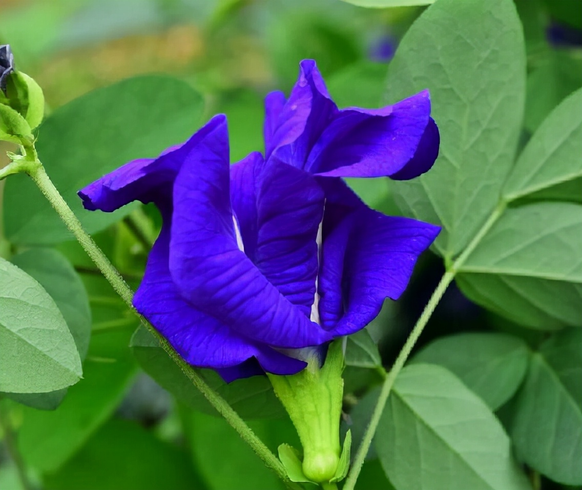 蝶豆花茶的功效与禁忌,蝶豆花茶的功效与作用及禁忌-友友