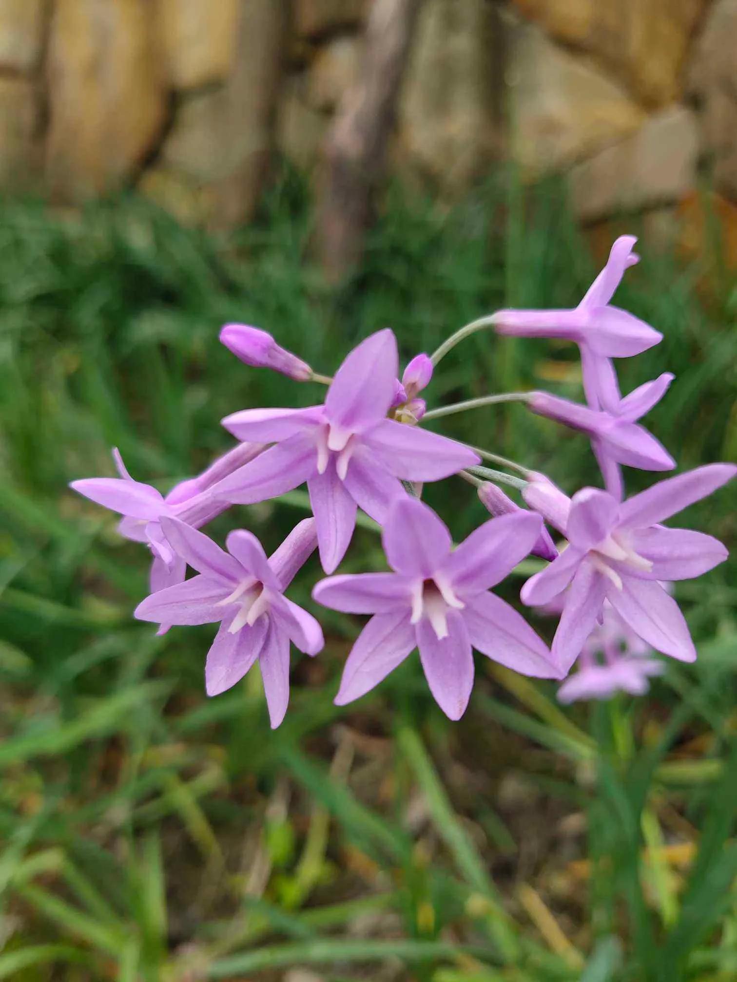 紫娇花,属石蒜科多年生草本植物,球根花卉,株高30~50公分,具圆柱形小