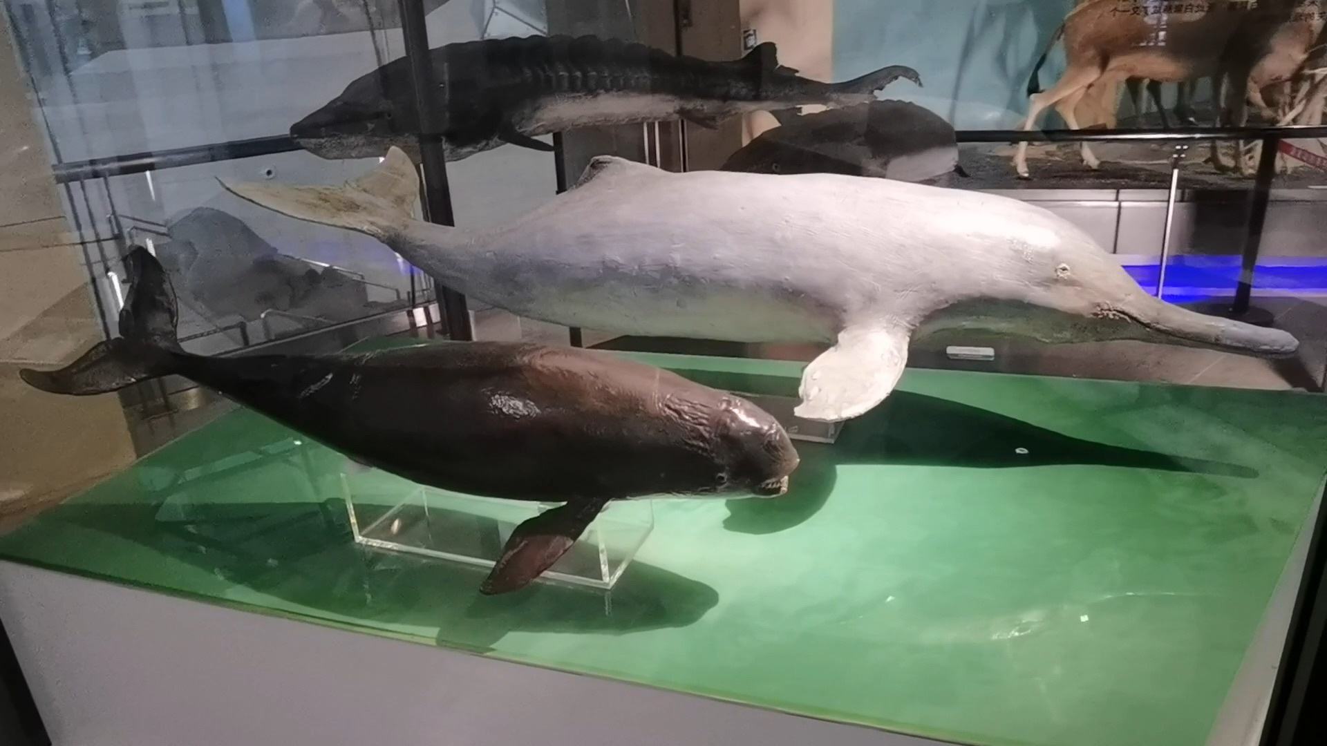 白鳍豚灭绝了吗(长江白鳍豚灭绝了吗) - 武陵观察网