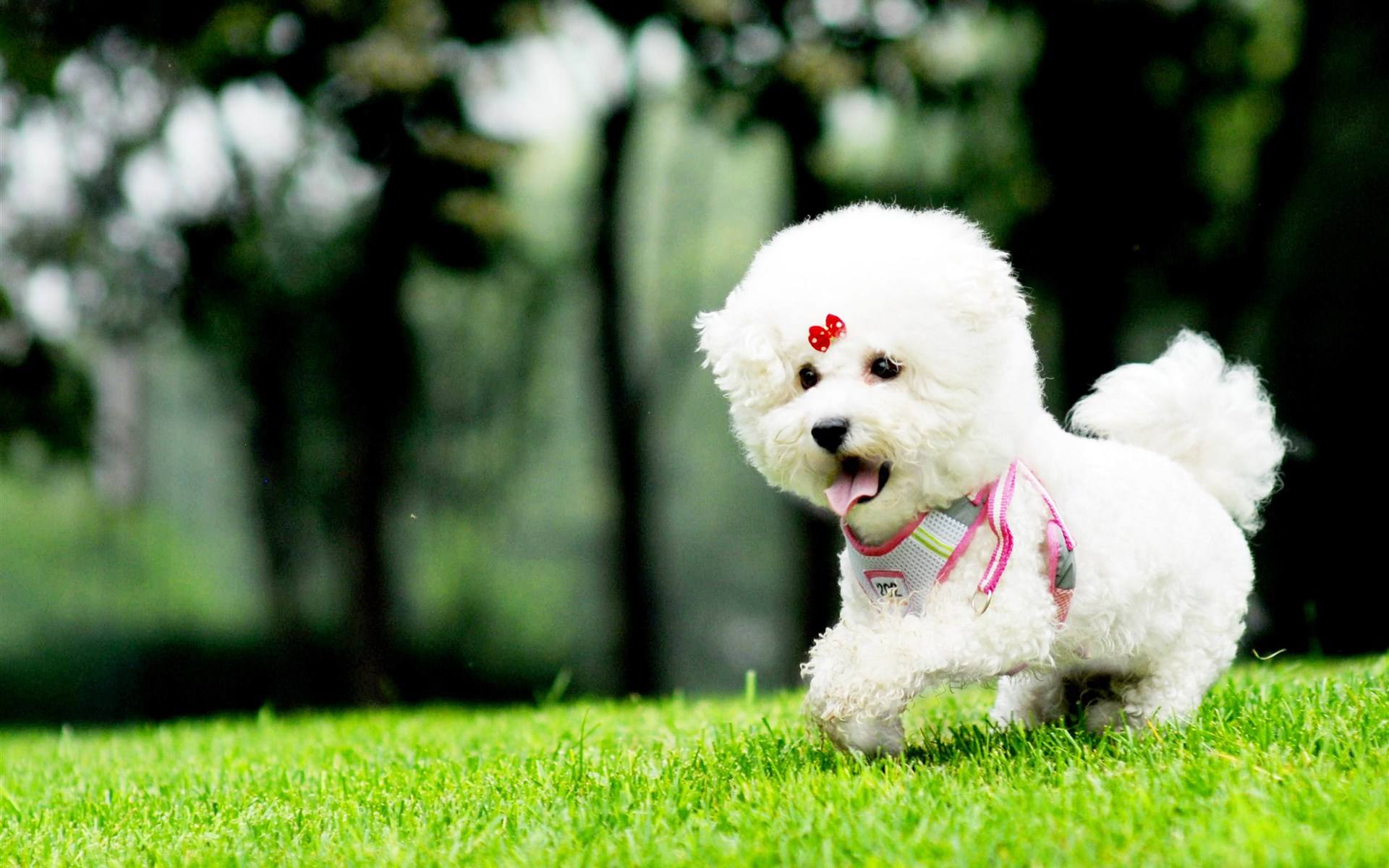 比熊犬能长多大 养比熊十大忌讳-泛经验