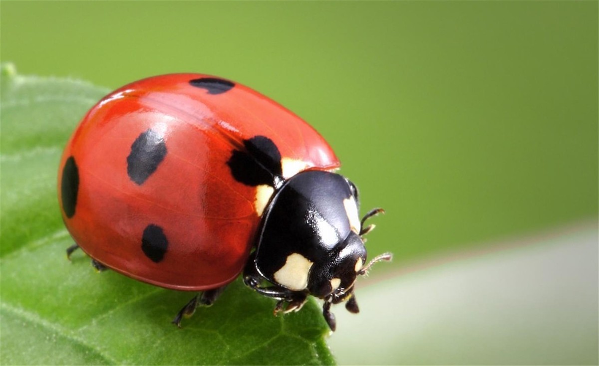 乒乓球拍几星最耐打(同样是瓢虫,为什么只有七星瓢虫是益虫,其它星的