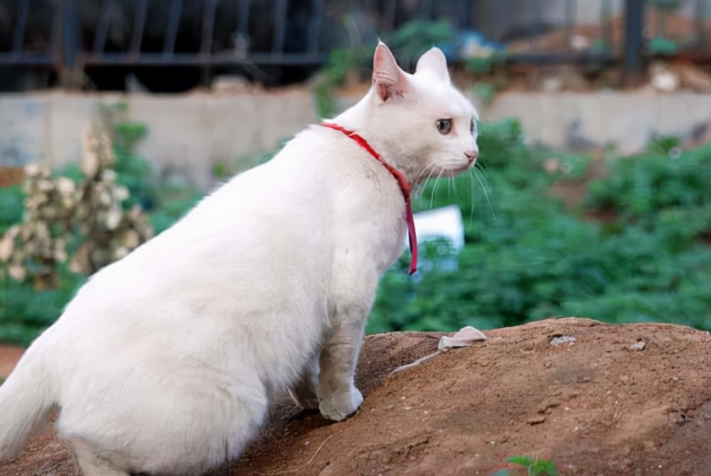 猫咪在“生命尽头”，有这5个特征，希望你家的一个都不要有