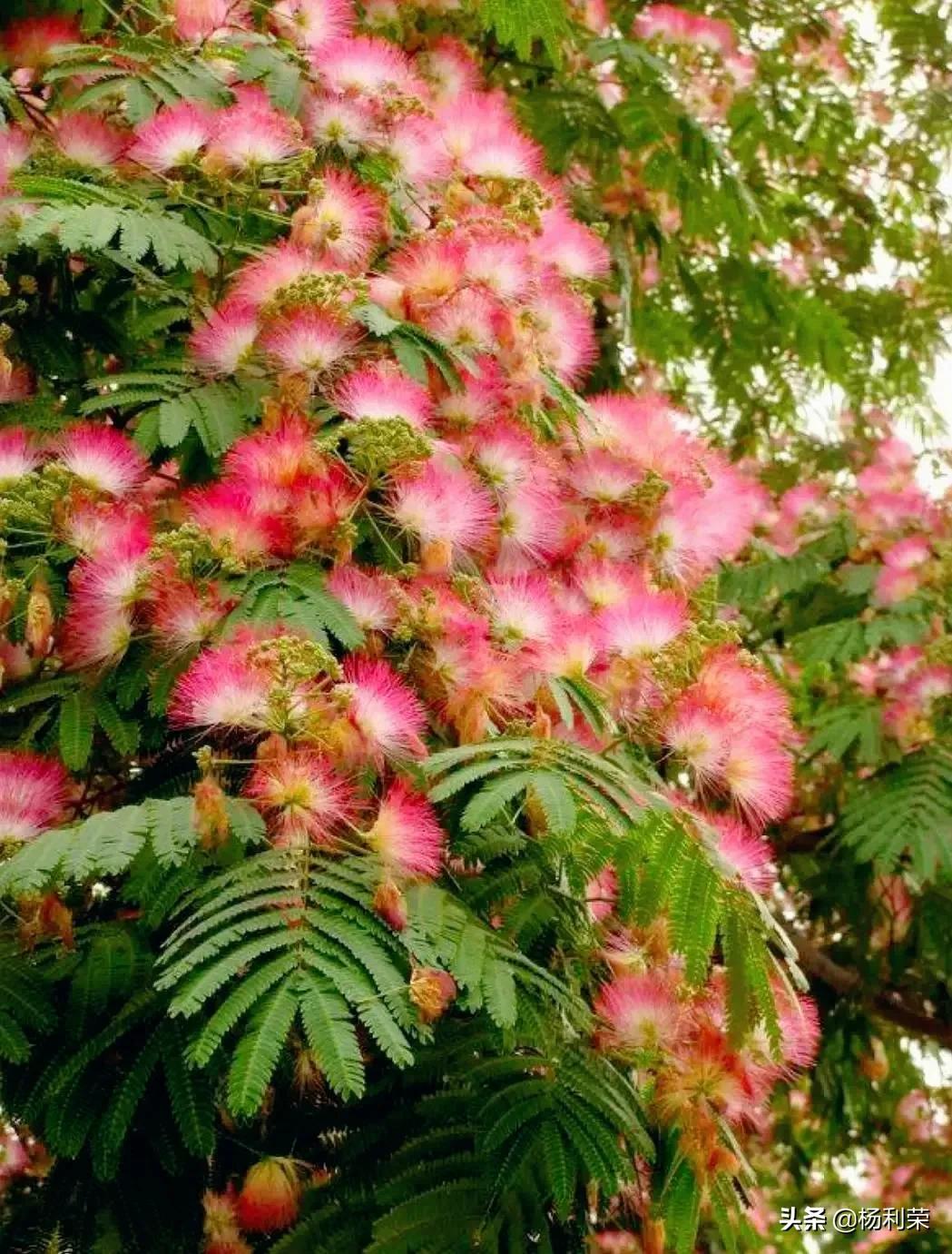 莺啼序 古韵流芳（22首）