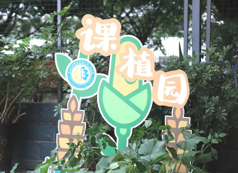 春时耕种夏时耘｜南湖小学开展“春时耕种夏时耘”劳动实践活动