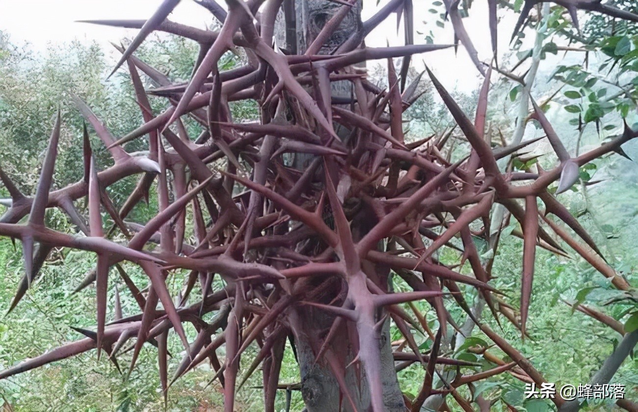 渐渐从农村消失的皂角树,如今一些基地大量种植,原来用处那么多