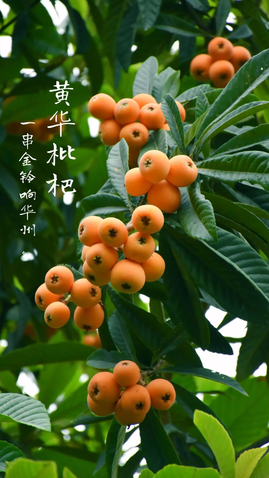 云南永善：金沙江畔黄华镇千亩枇杷林压弯枝头