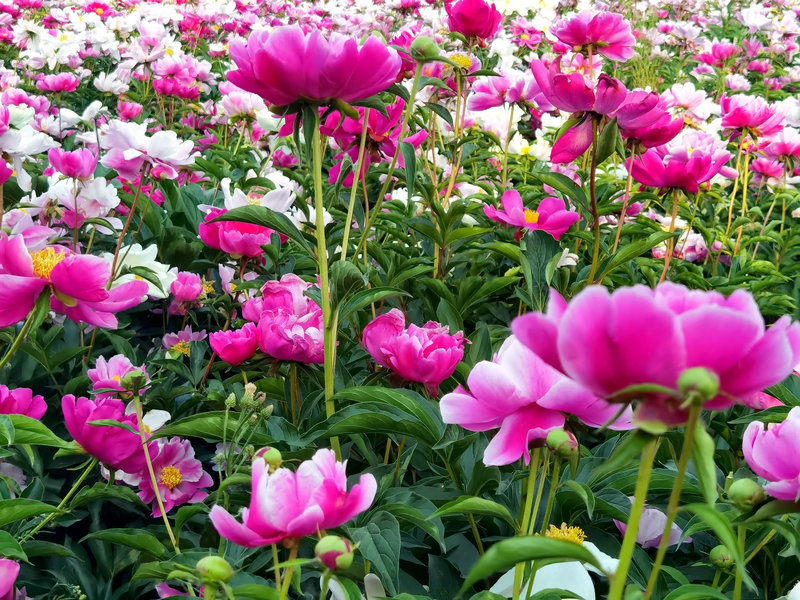 宁阳神童山下，芍药花开正艳