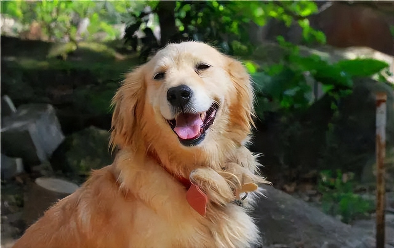 宠物金毛犬名字大全,不管公母都有合适你家狗狗的-宠物主人