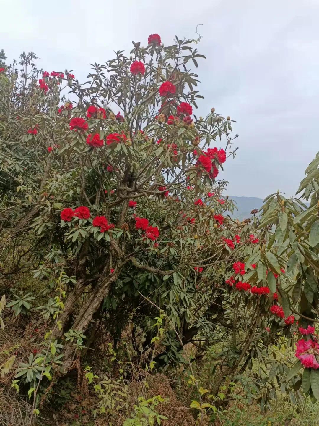 七星关区田坝镇：么倮箐的杜鹃花开正当时