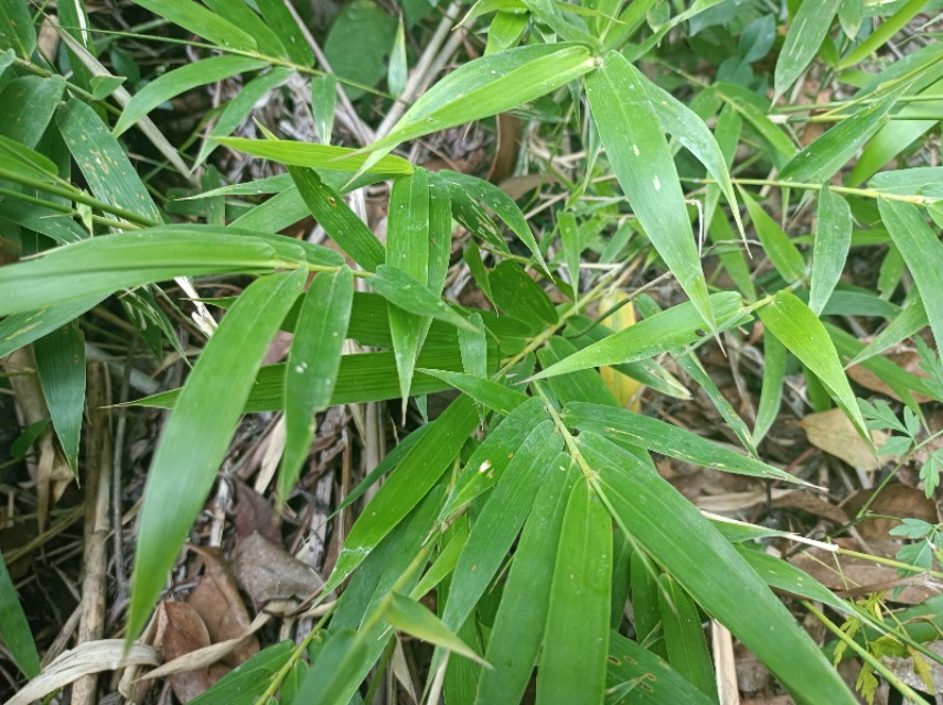 鮮竹葉心的功效與作用-我的快樂小窩