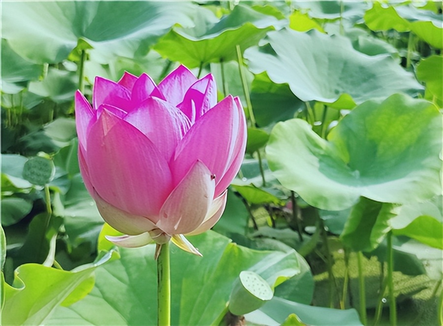 泰安摄影艺术家祝阳镇北高北村奉高湖畔荷塘采风