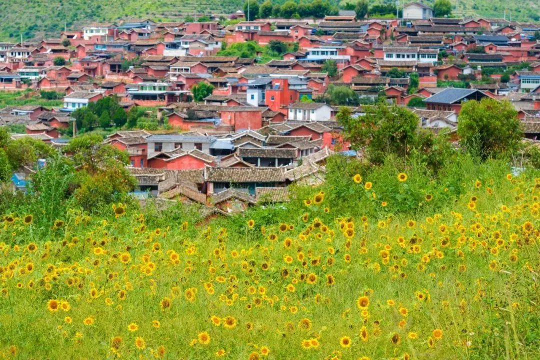 喜欢了！在这座无人在意的五线城市，实现了水果自由、鲜花自由