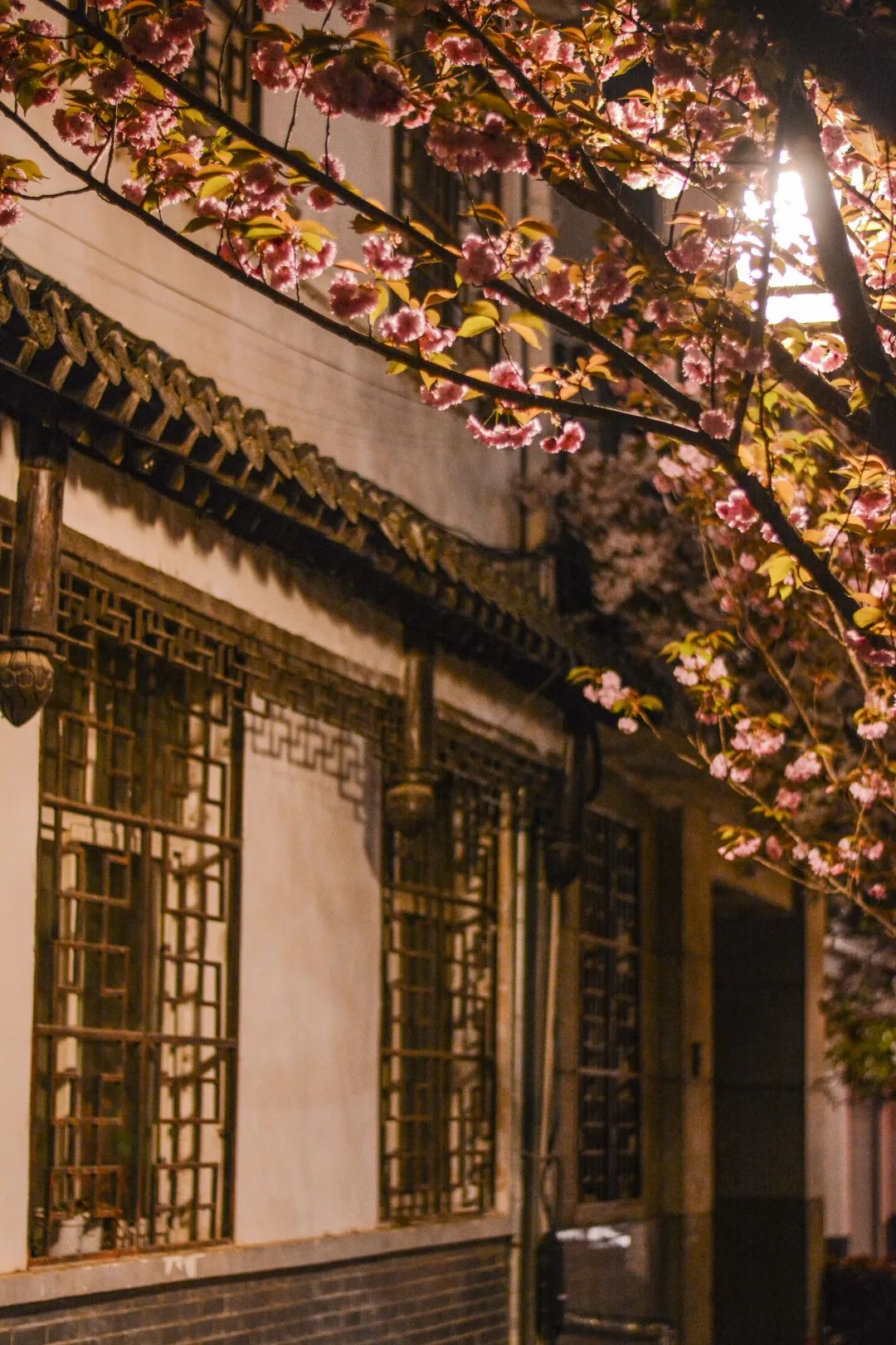 櫻櫻櫻！快看→ 這份漢中專(zhuān)屬的春日浪漫霸屏~