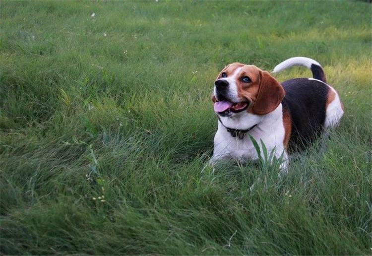 比格犬好養嗎,比格犬好養嗎?有什么優點缺點?