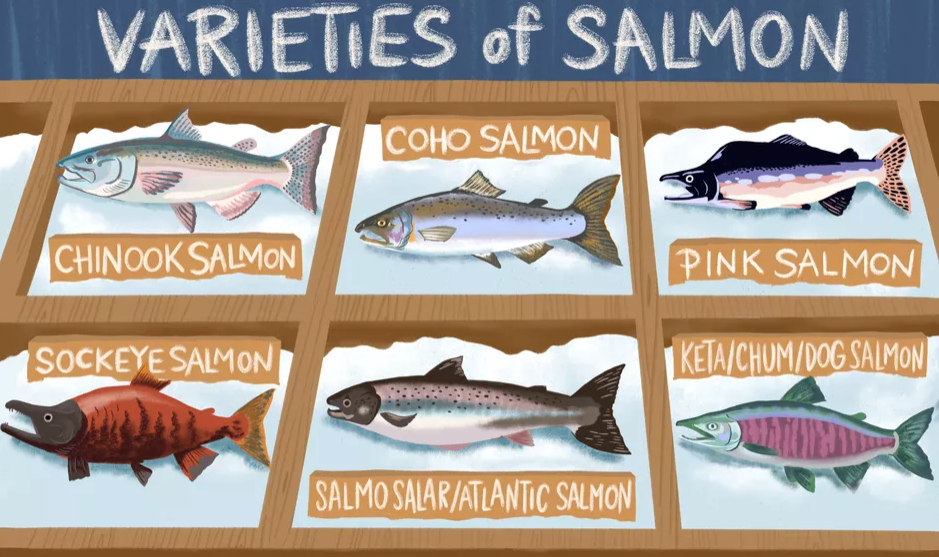 盘点市面常见的6种鲑鱼