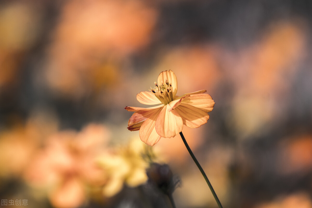 诗情画意的生活态度(如诗如画的生活)