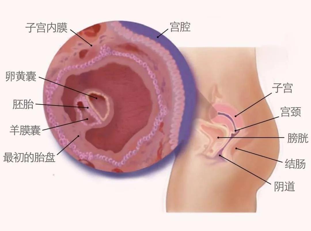 准妈妈们看过来，一文告诉你孩子在肚子里的点滴变化