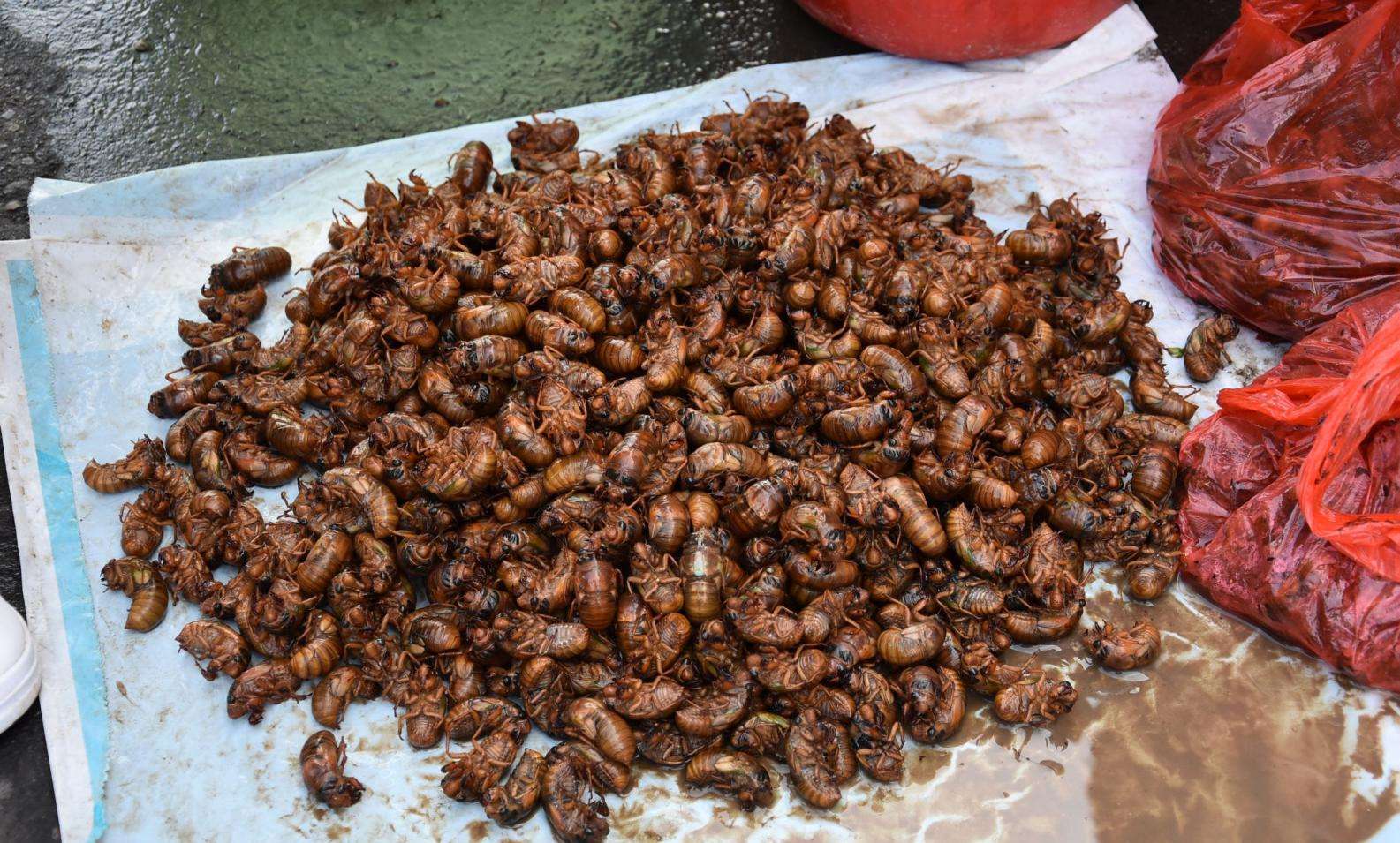 知了猴多少钱一斤(110元) - 价格百科