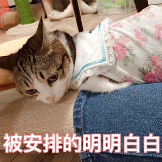 猫猫能用酒精消毒吗(人阳了，会传染给猫吗？猫感染了要怎么办？你想知道的，都在这里)