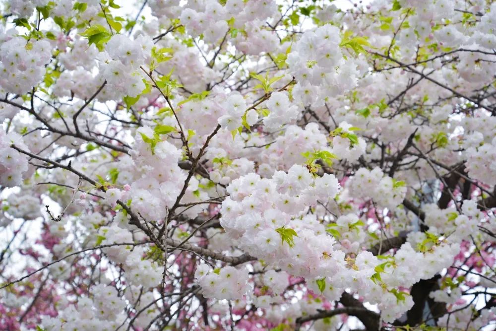 ������ء�ӣ���޶��������������ȡ��ۡ���