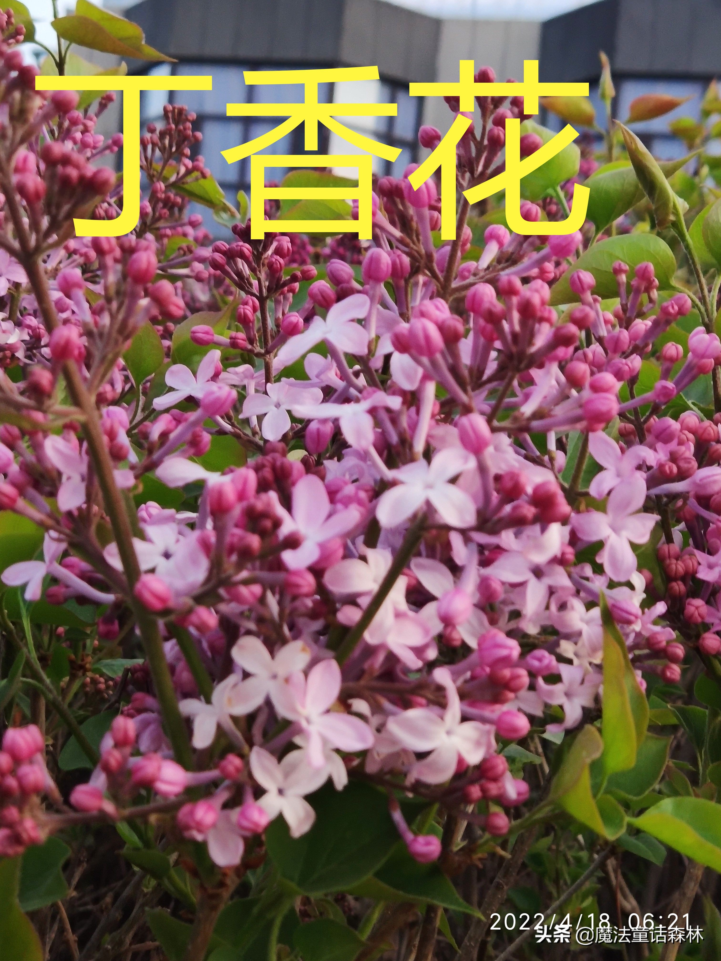 丁香花图片和介绍（丁香花的生长特点及有关诗词）