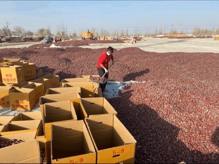 捡枣、筛选、拉运，一包和田玉枣背后的故事