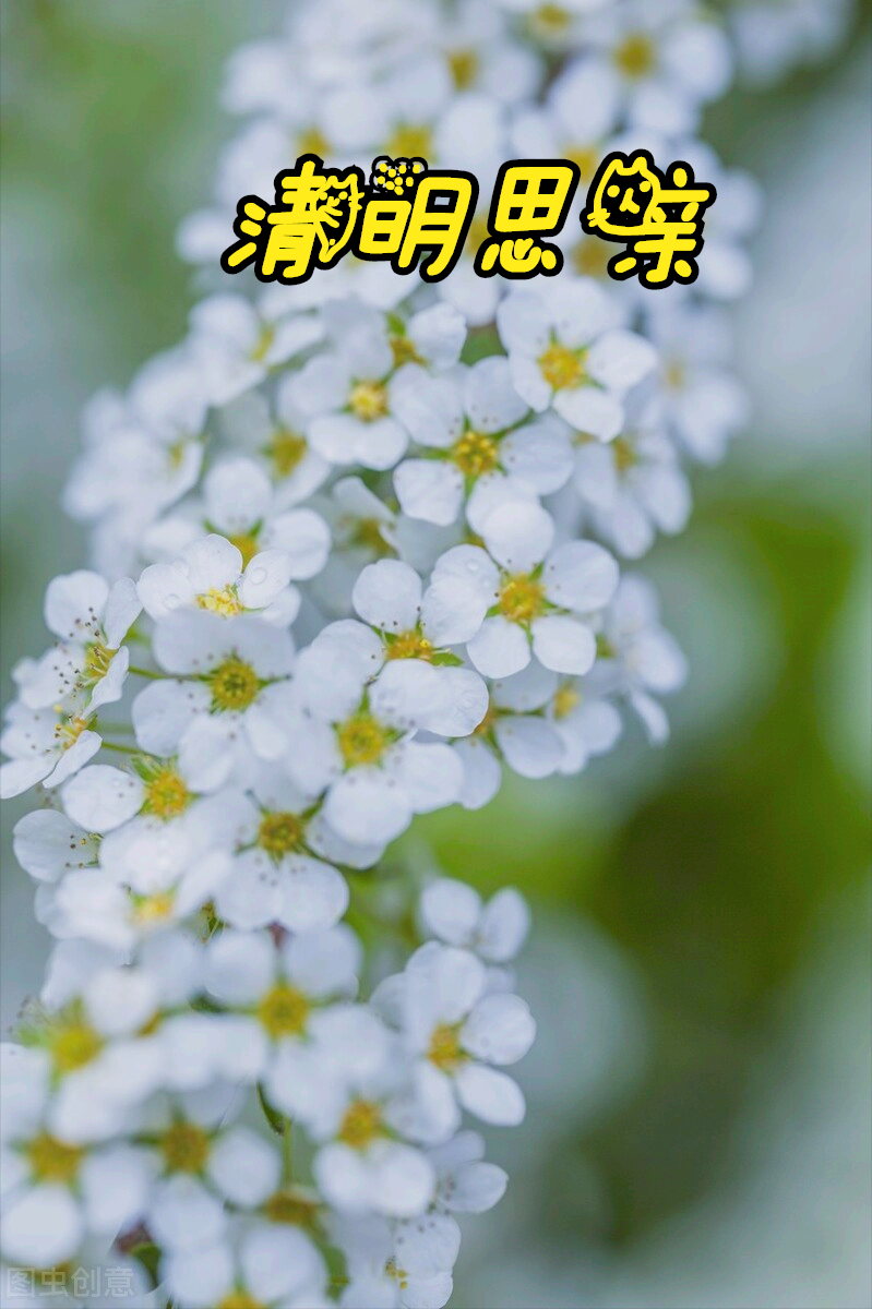 一花一思念，清明细雨花漫天，年年祭扫仙人墓，岁岁感念亲人情