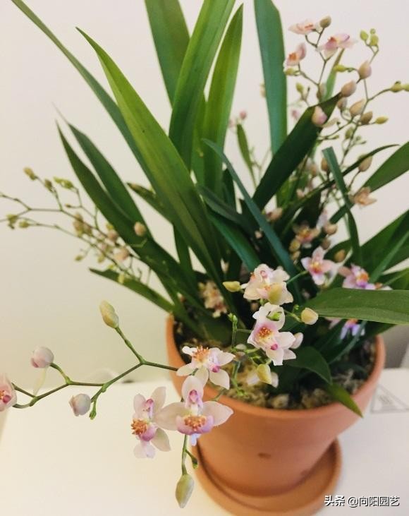 香水文心兰哪个品种最香（最受欢迎的年宵花）