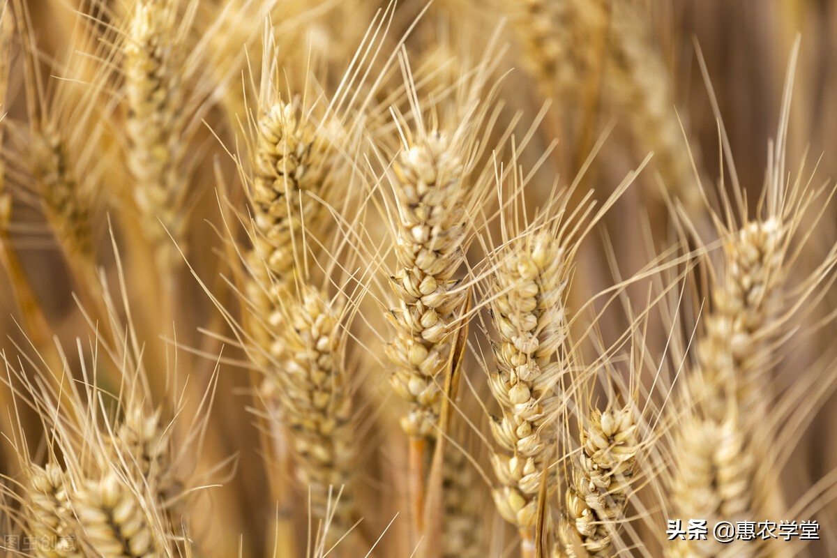 小麦现在价格多少钱一斤？2022年3月小麦行情最新走势预测