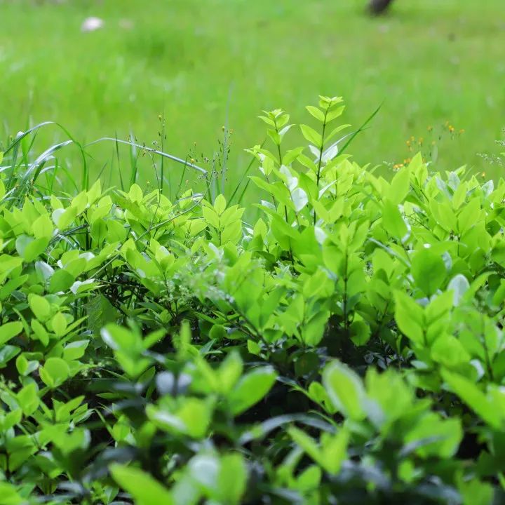 「责任教育 劳动课程」成都市双流区黄甲小学开发特色劳动种植课程