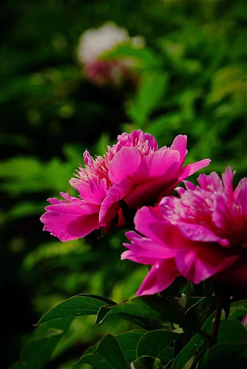 关于花的优美的散文(描写芍药花的优美散文) _晶羽科技