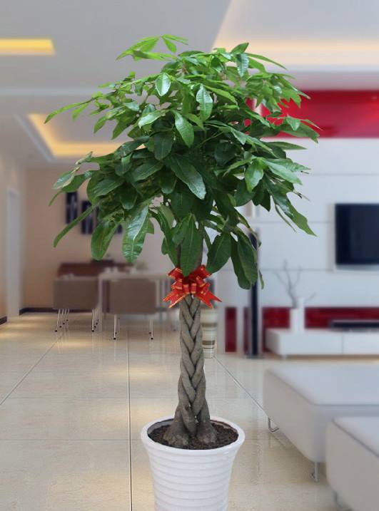 7种“大型花”，又美又高贵，客厅一放，吸光废气，人旺家旺